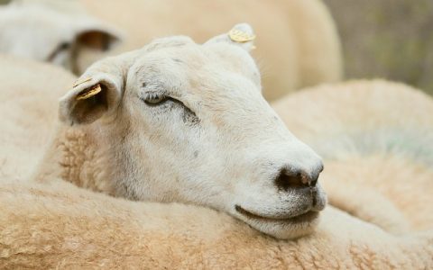 宠智灵APP下载必看：智能养宠新体验全解析