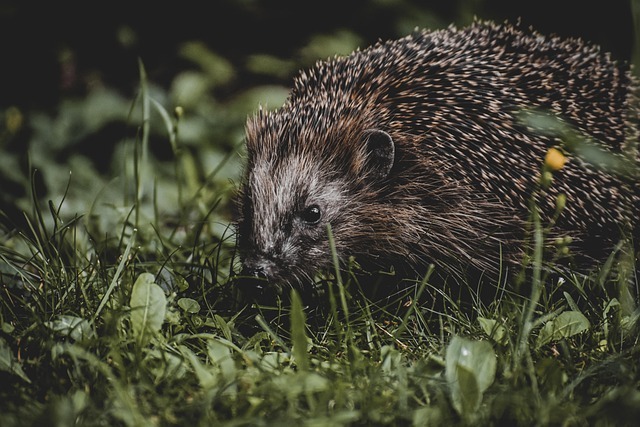 刺猬刺软化怎么办？3步快速恢复健康