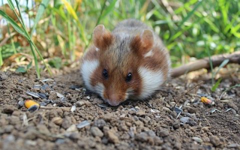 仓鼠湿尾症怎么救？有效应对方法与智能守护新手册