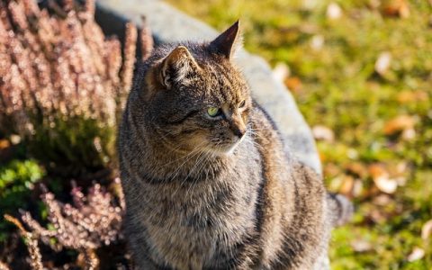 动物疫病预警系统深度解析：全网最全科技赋能养宠与养殖指南