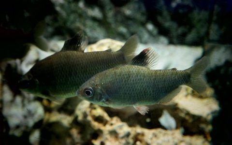 鱼病AI识别系统：一分钟精准诊断鱼类健康问题