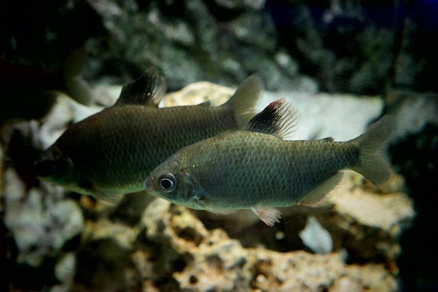 鱼病AI识别系统:一分钟精准诊断鱼类健康问题 2 鱼病AI识别系统:一分钟精准诊断鱼类健康问题 1