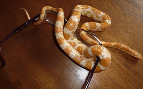 蛇口腔炎治疗全流程深度解析：养蛇人士必备科学指南