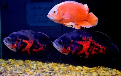 全网最全鱼缸加热棒怎么选：深度解析与实操指南