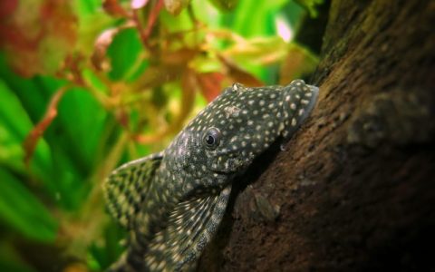 鱼缸爆氧的作用深度解析：养鱼高手必懂的科学机制与智能赋能指南