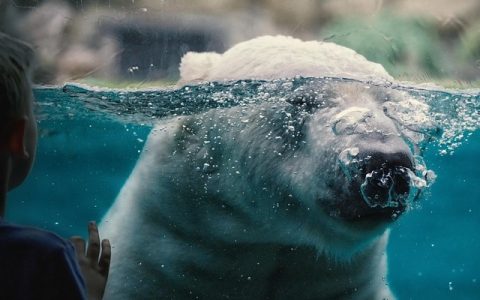 动物园安防监控AI：全网最全深度解析，科技守护野生动物与游客安全