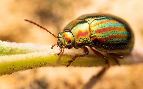 昆虫种类AI识别：全网最全深度解析与实用指南