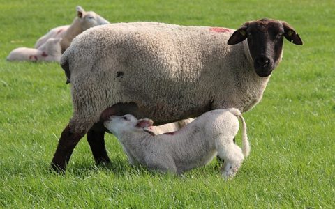 动物声音数据库全网最全权威深度解析与实操指南