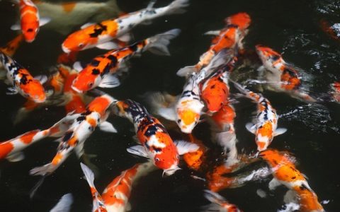 锦鲤身上溃烂怎么办？五步科学修复方法