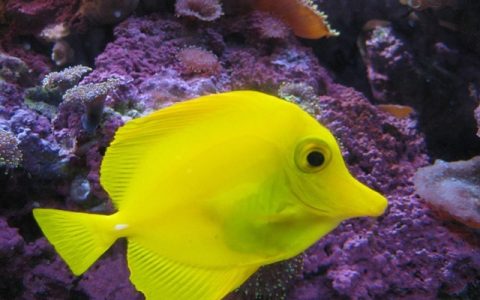 斗鱼怎么养不烂尾？五个实用技巧让你安心