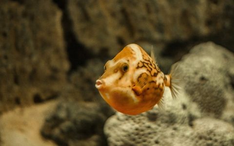 深海养殖装备选购避坑攻略，智能技术让养殖更省心