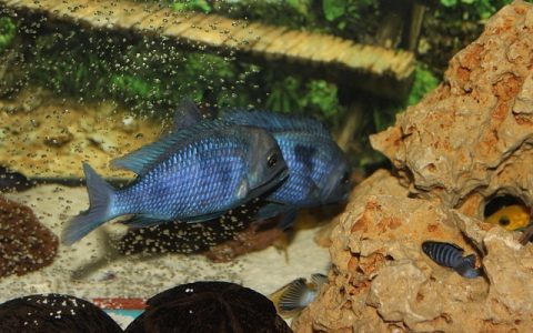 循环水养殖系统(RAS)优势解析：养宠水环境再升级！