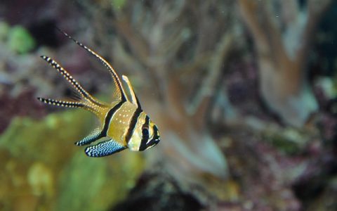 水下机器人(ROV)应用场景全解析：你不知道的5大秘密