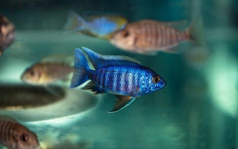 鱼缸水质检测怎么做？教你用AI科学养鱼更轻松