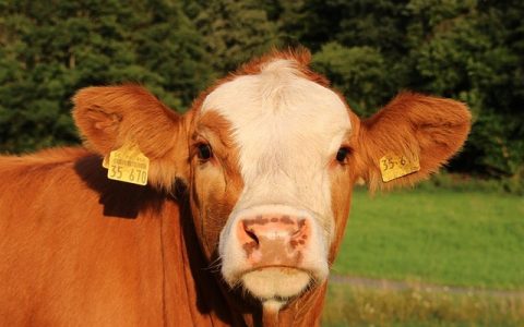 动物档案管理系统全网最全深度解析：高效养宠与智慧医疗的科技核心