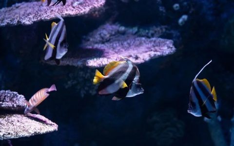 海洋牧场监测系统如何守护海洋养殖安全？