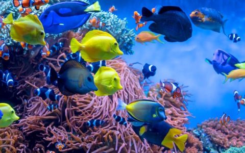 海洋生物多样性调查怎么做？专家分享5大实用方法