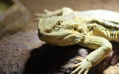 UVB灯照射时间全网最全深度解析：科学设定、误区解读与AI量化管理