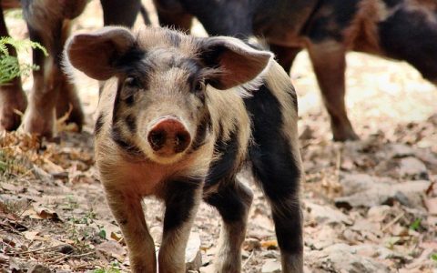 养猪场降低料肉比技术全网最全深度解析：科技赋能时代的精细化突破