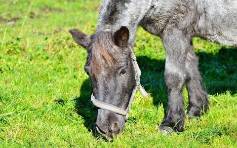 智慧林草综合管理平台全网最全深度解析：科技赋能林草生态的全景指南