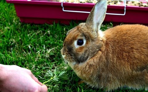 小宠除臭技巧深度解析：全网最全面的科学实践与AI黑科技指南