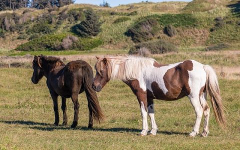 养殖场生物安全系统全网最全深度解析：科学、智能与误区纠正