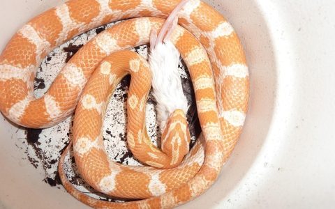 全网最全玉米蛇好养吗深度解析：科学养宠、误区纠偏与AI技术加持