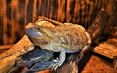 全网最全：爬宠寄生虫怎么驱——科学、科技与实操深度解析