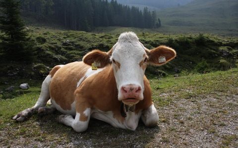 畜牧大数据平台深度解析：现代养殖必备的全流程数智指南