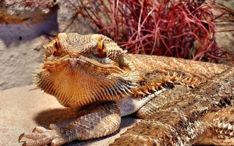 全网最全爬宠箱造景教程：从自然生态到智能控温，一文掌握顶级玩法