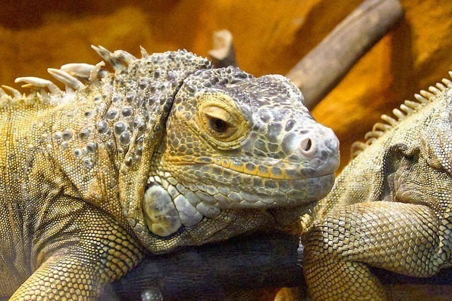 UVB灯照射时间全网最全深度解析：科学设定、误区解读与AI量化管理 3