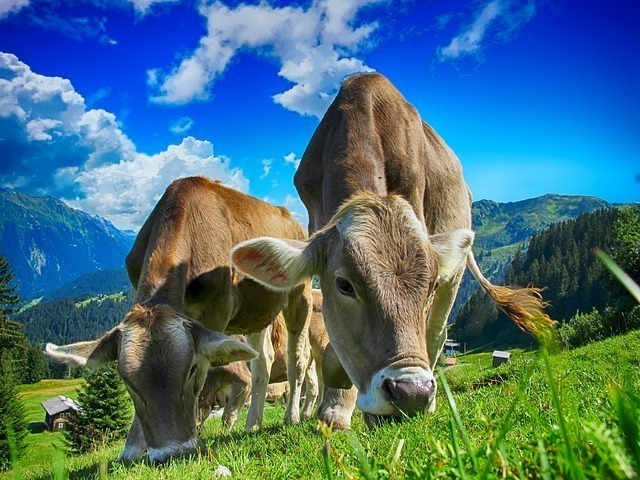 生物多样性监测网络如何利用AI实现精准守护? 2 生物多样性监测网络如何利用AI实现精准守护? 1