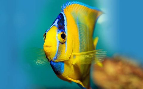 水下生物识别算法有哪些实用场景？权威解析