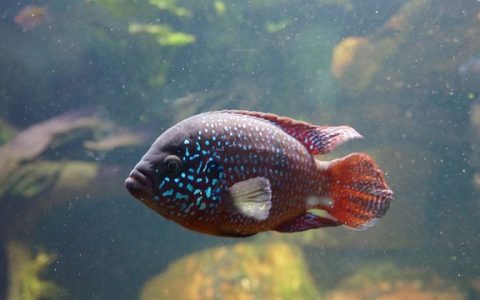 智慧渔业物联网如何让养鱼变得高效又安心？