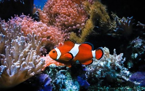 水产养殖溶解氧监测怎么做？用AI实时守护鱼虾健康！