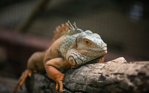 智能爬宠箱推荐：2026年养爬行动物的科技进阶全指南