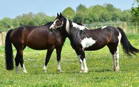 全网最全：野生动物红外相机AI深度解析与实战指南