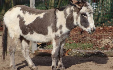 全网最全·驴奶产业智能化深度解析：科技赋能下的现代畜牧业新范式