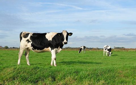 全网最全：自动挤奶机器人深度解析与养牛场智能化升级指南