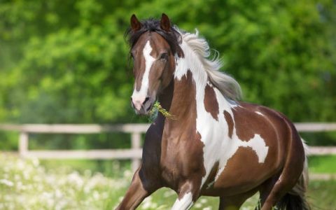 智能马房管理系统深度解析：安全、效率与AI赋能的全新格局