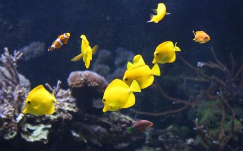 鱼群探测声纳好用吗？AI加持下的高效捕鱼新利器