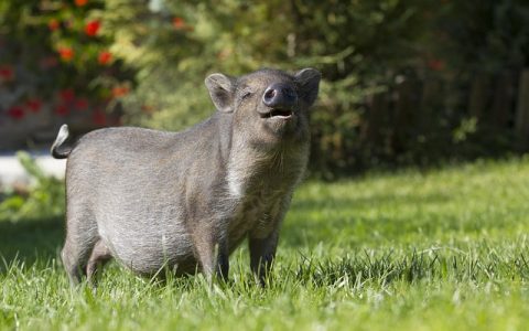 动物栖息地评估：全网最全科学方法与AI应用深度解析