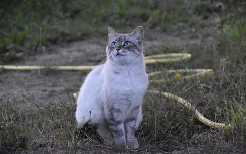 兽医病理切片AI分析：全网最详细科技实战指南