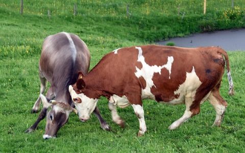 虚拟现实(VR)动物园全网最全深度解析：革新认知、科技赋能