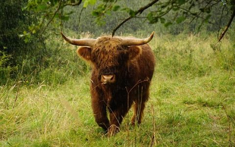 实验动物管理软件全网最全深度解析：合规、高效与智能化的实践指南