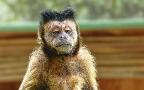 智慧动物园解决方案：推动未来动物管理与公众体验的深度解析