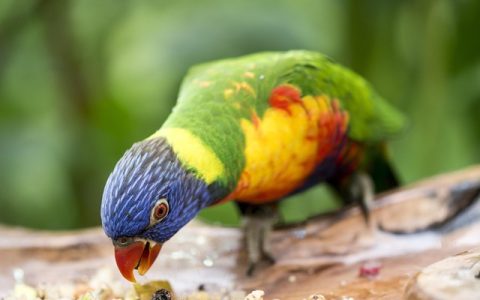 全网最全鹦鹉笼子选择指南：养好鹦鹉，99%人都忽略的科学细节