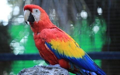 全网最全：鸟类迁徙追踪技术深度解析与2026实践指南