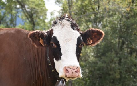 智能称重分栏系统深度解析：宠物健康管理的革命性方案