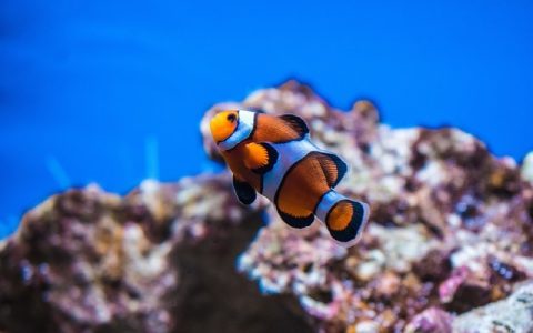 渔船定位管理系统怎么选？智能养殖必备实用指南